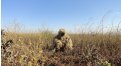 Маскировочный халат Taganrog Друид – купить по цене 3500 руб. в интернет-магазине в городе Тюмень картинка 17